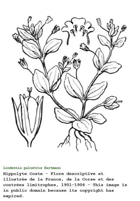 Lindernia palustris Hartmann